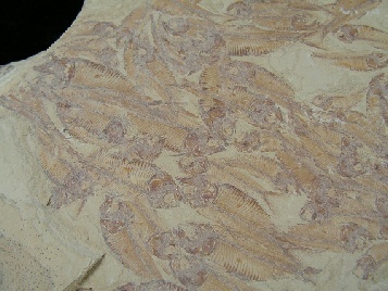 Fossils